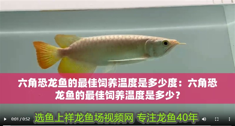 六角恐龍魚的最佳飼養溫度是多少度：六角恐龍魚的最佳飼養溫度是多少？