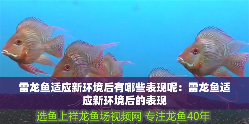雷龍魚適應新環境后有哪些表現呢：雷龍魚適應新環境后的表現