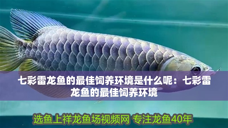 七彩雷龍魚的最佳飼養環境是什么呢：七彩雷龍魚的最佳飼養環境