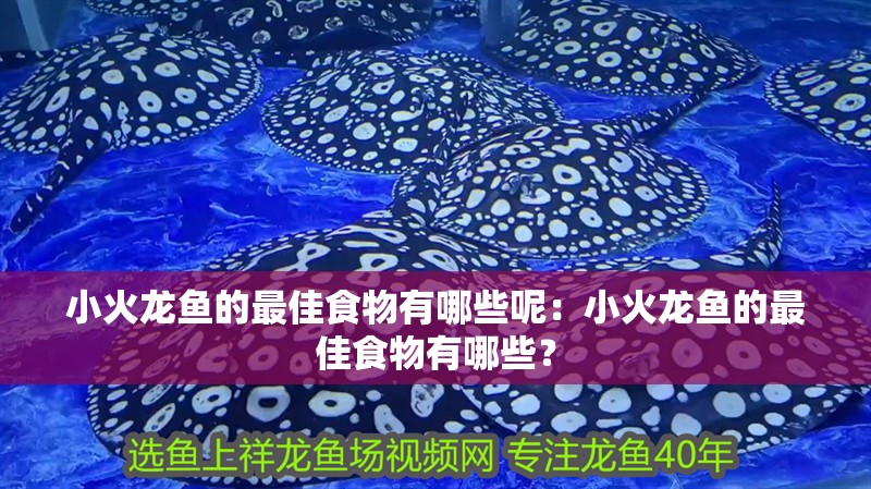 小火龍魚的最佳食物有哪些呢：小火龍魚的最佳食物有哪些？
