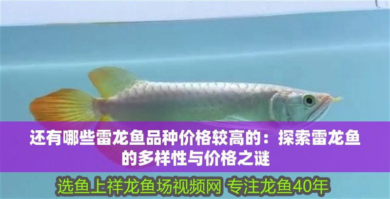 還有哪些雷龍魚品種價(jià)格較高的：探索雷龍魚的多樣性與價(jià)格之謎