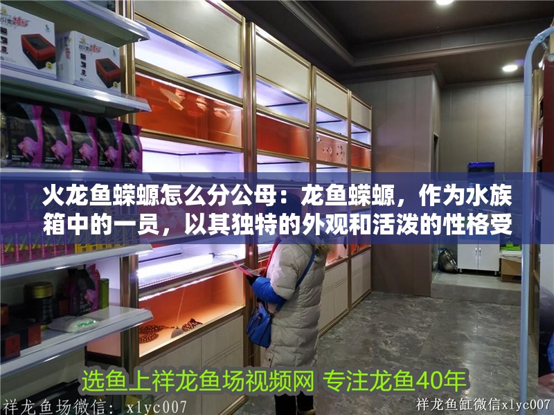 火龍魚蠑螈怎么分公母：龍魚蠑螈，作為水族箱中的一員，以其獨(dú)特的外觀和活潑的性格受到許多水族愛好者的喜愛。然而，如何判斷火龍魚蠑螈是否健康，是每位飼養(yǎng)者都需要掌握的技能。以下是一些判斷火龍魚蠑螈是否健康的方法和技巧
