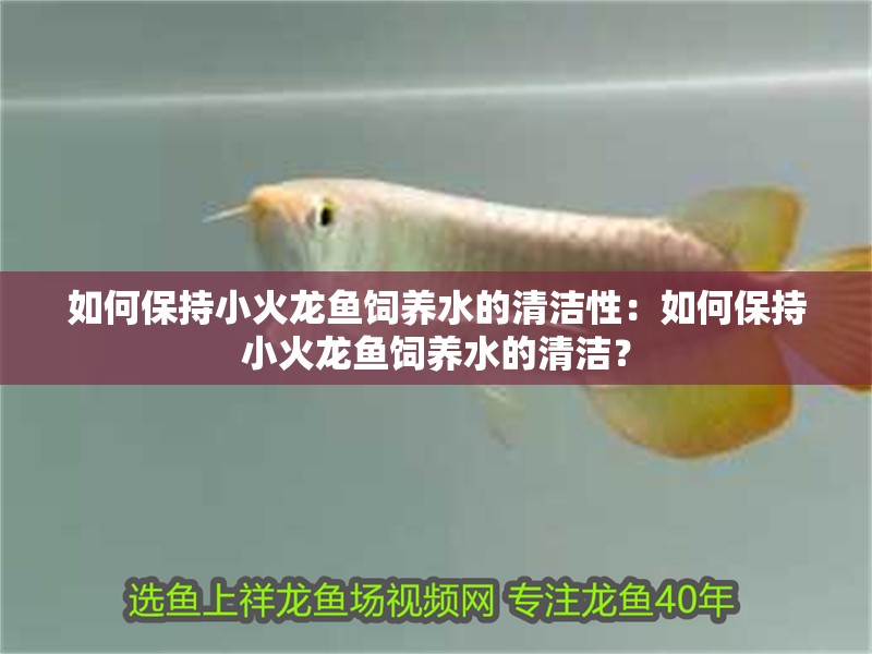 如何保持小火龍魚飼養水的清潔性：如何保持小火龍魚飼養水的清潔？