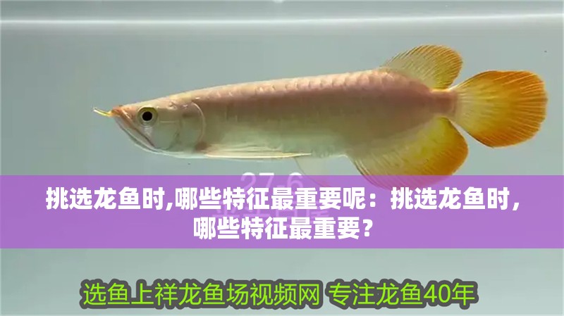 挑選龍魚時,哪些特征最重要呢：挑選龍魚時，哪些特征最重要？