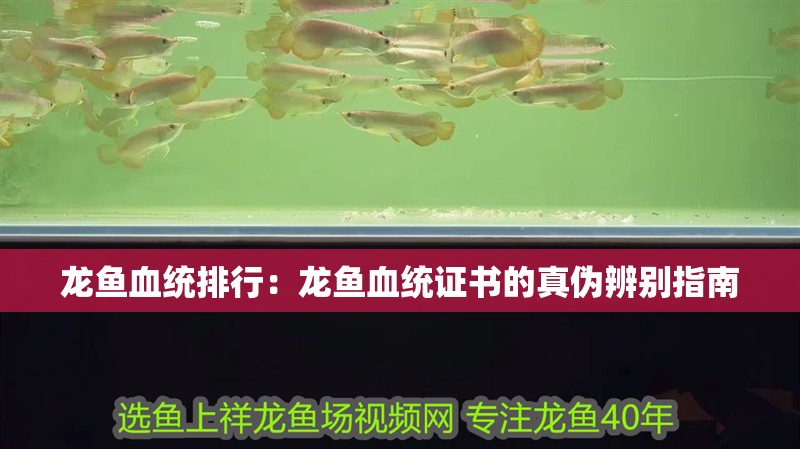 龍魚血統排行：龍魚血統證書的真偽辨別指南