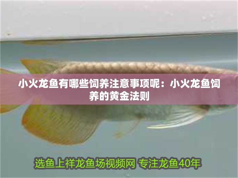 小火龍魚有哪些飼養(yǎng)注意事項(xiàng)呢：小火龍魚飼養(yǎng)的黃金法則
