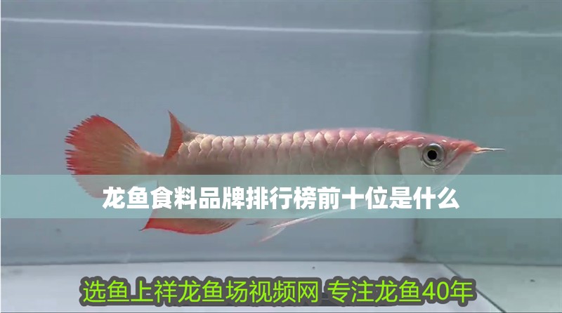 龍魚食料品牌排行榜前十位是什么 龍魚食料品牌排行榜前十位是什么 龍魚百科 第2張