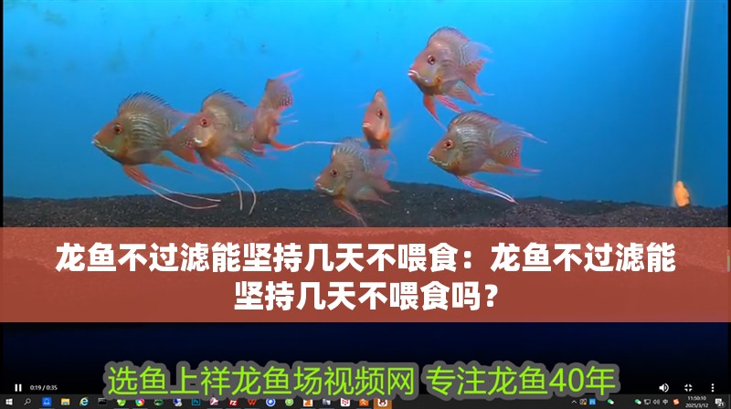 龍魚不過濾能堅(jiān)持幾天不喂食：龍魚不過濾能堅(jiān)持幾天不喂食嗎？ 龍魚不過濾能堅(jiān)持幾天不喂食：龍魚不過濾能堅(jiān)持幾天不喂食嗎？ 龍魚百科 第4張