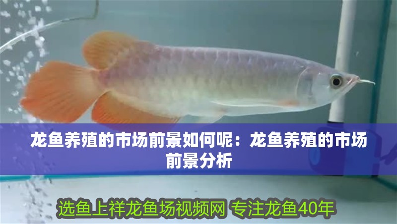 龍魚(yú)養(yǎng)殖的市場(chǎng)前景如何呢：龍魚(yú)養(yǎng)殖的市場(chǎng)前景分析