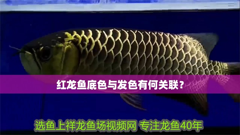 紅龍魚底色與發色有何關聯？