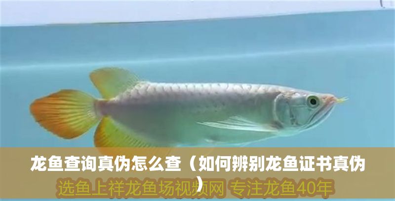 龍魚查詢真偽怎么查（如何辨別龍魚證書真偽）