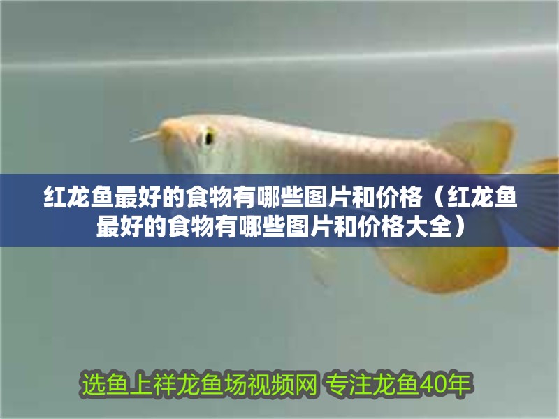 紅龍魚最好的食物有哪些圖片和價格（紅龍魚最好的食物有哪些圖片和價格大全）