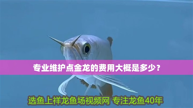 專業維護點金龍的費用大概是多少？