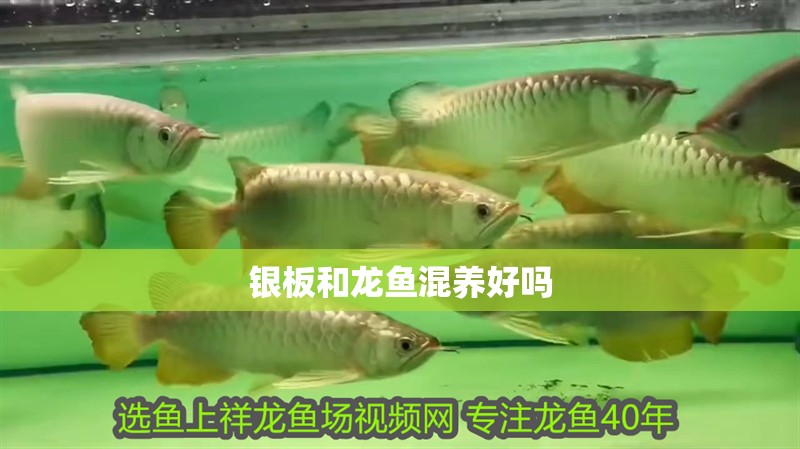 銀板和龍魚(yú)混養(yǎng)好嗎