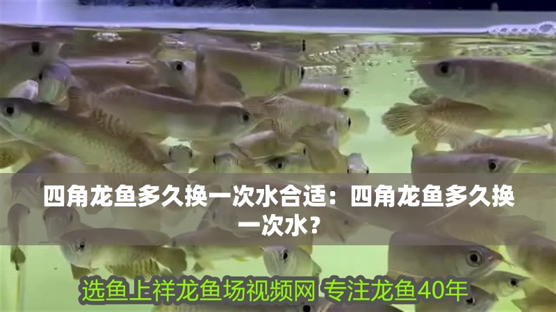 四角龍魚多久換一次水合適：四角龍魚多久換一次水？