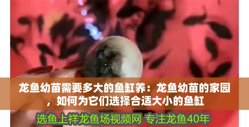 龍魚幼苗需要多大的魚缸養(yǎng)：龍魚幼苗的家園，如何為它們選擇合適大小的魚缸