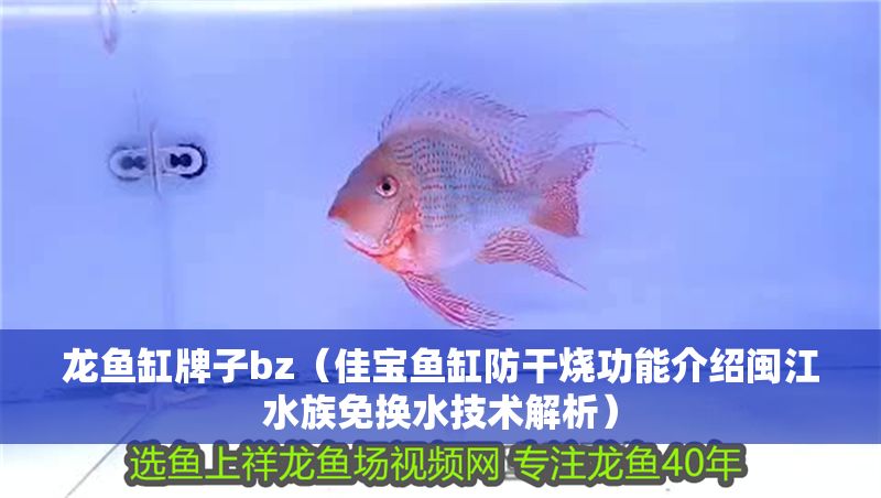 龍魚缸牌子bz（佳寶魚缸防干燒功能介紹閩江水族免換水技術解析）
