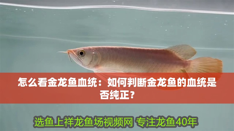 怎么看金龍魚血統(tǒng)：如何判斷金龍魚的血統(tǒng)是否純正？