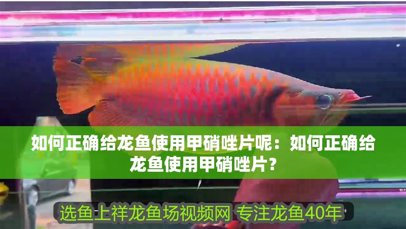 如何正確給龍魚使用甲硝唑片呢：如何正確給龍魚使用甲硝唑片？