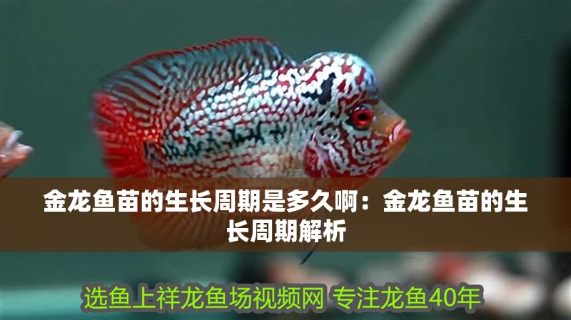 金龍魚(yú)苗的生長(zhǎng)周期是多久?。航瘕堲~(yú)苗的生長(zhǎng)周期解析