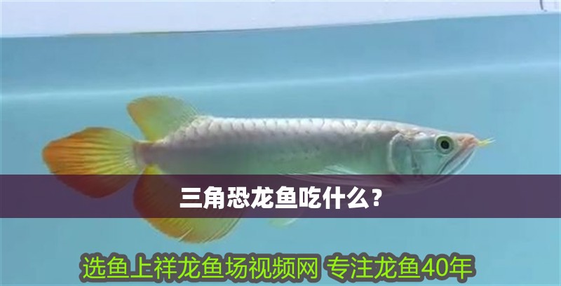 三角恐龍魚(yú)吃什么？