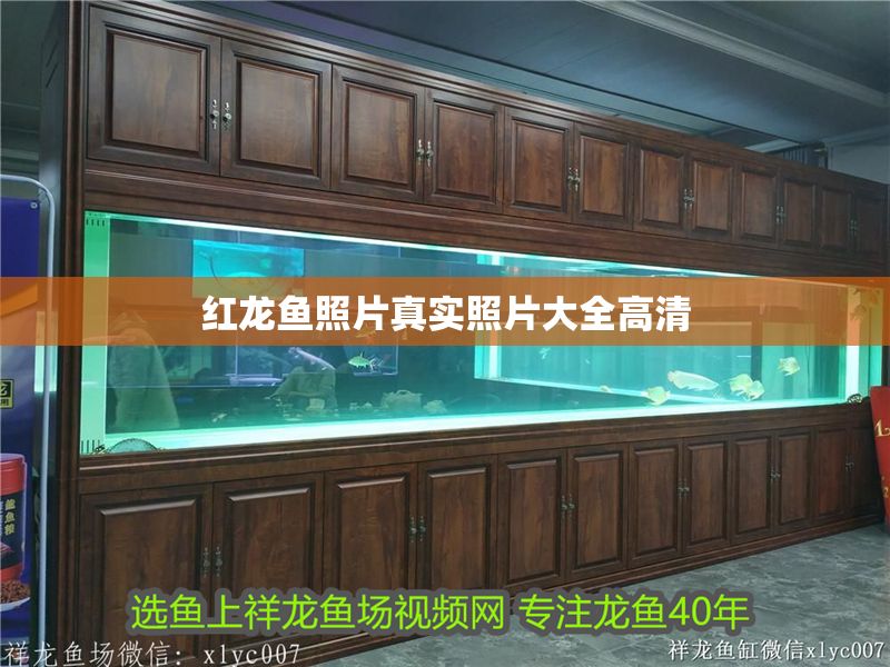 紅龍魚照片真實(shí)照片大全高清