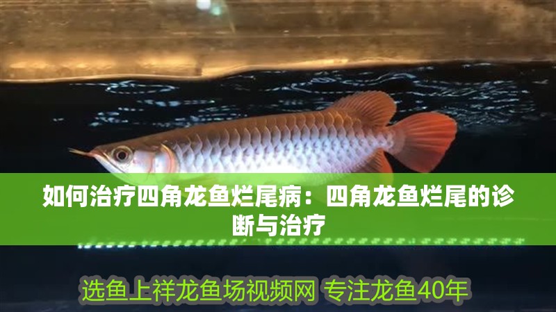 如何治療四角龍魚爛尾病：四角龍魚爛尾的診斷與治療