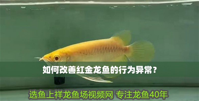如何改善紅金龍魚的行為異常？