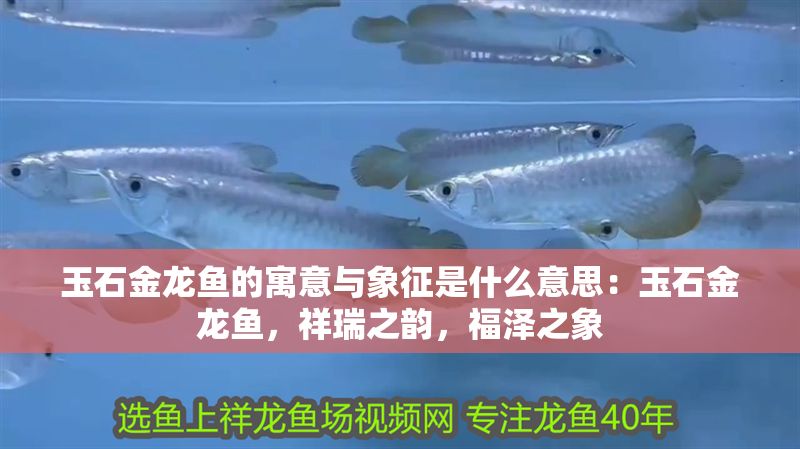 玉石金龍魚的寓意與象征是什么意思：玉石金龍魚，祥瑞之韻，福澤之象