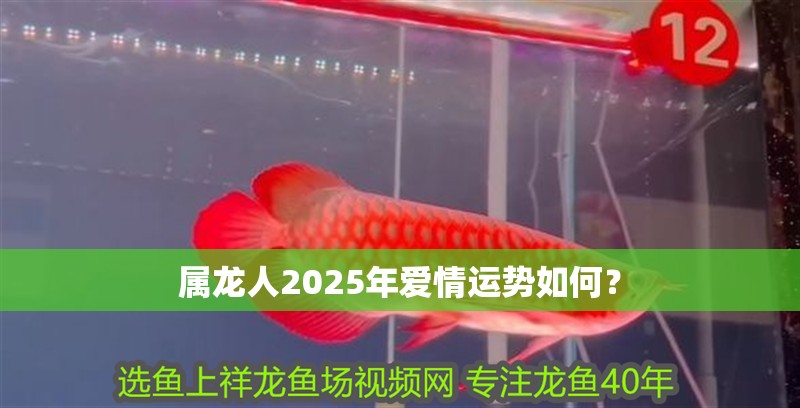 魚缸過濾器選購指南:自制魚缸過濾器魚缸上置過濾器對于養魚愛好者的必備知識 屬龍人2025年愛情運勢如何? 龍魚百科 屬龍人2025年愛情運勢如何? 屬龍人2025年愛情運勢如何? 龍魚百科
