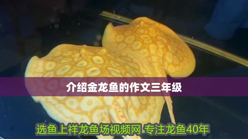 介紹金龍魚的作文三年級 介紹金龍魚的作文三年級 龍魚百科