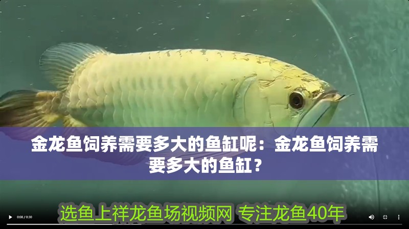 金龍魚飼養需要多大的魚缸呢：金龍魚飼養需要多大的魚缸？
