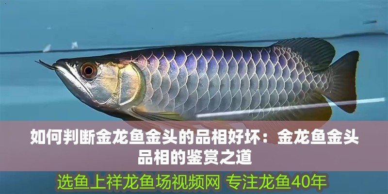 如何判斷金龍魚金頭的品相好壞：金龍魚金頭品相的鑒賞之道