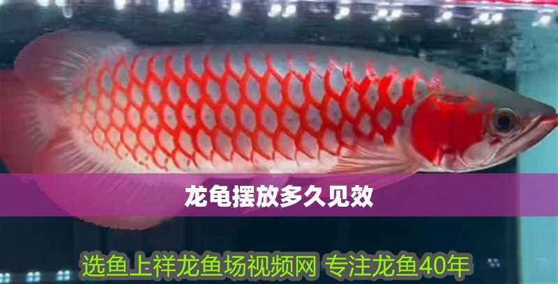 詳細閱讀:龍龜擺放多久見效 龍龜擺放多久見效