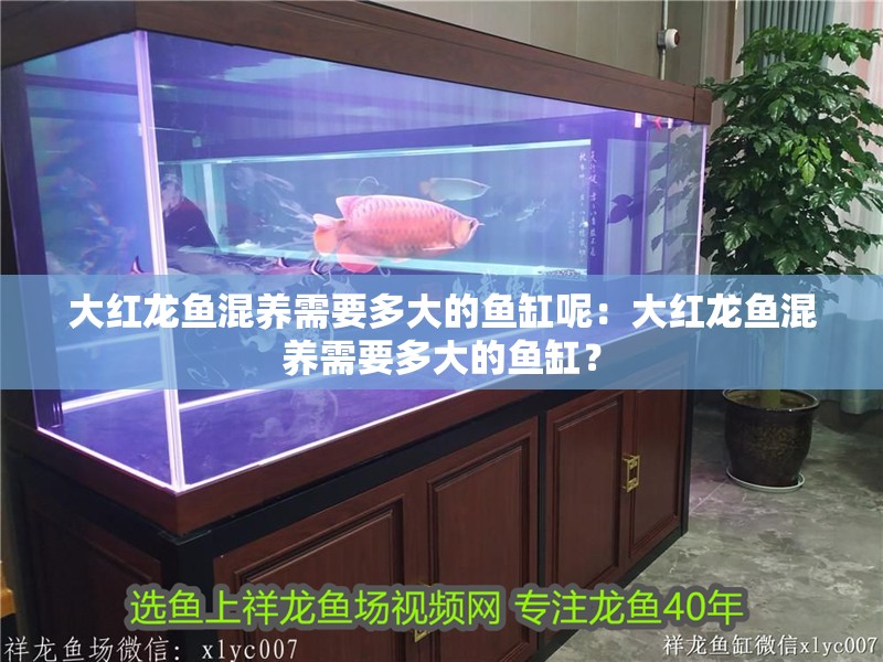 大紅龍魚(yú)混養(yǎng)需要多大的魚(yú)缸呢：大紅龍魚(yú)混養(yǎng)需要多大的魚(yú)缸？