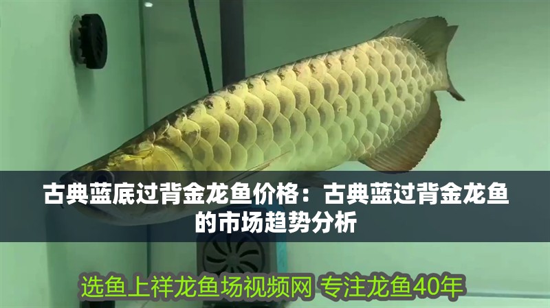 古典藍(lán)底過(guò)背金龍魚(yú)價(jià)格：古典藍(lán)過(guò)背金龍魚(yú)的市場(chǎng)趨勢(shì)分析