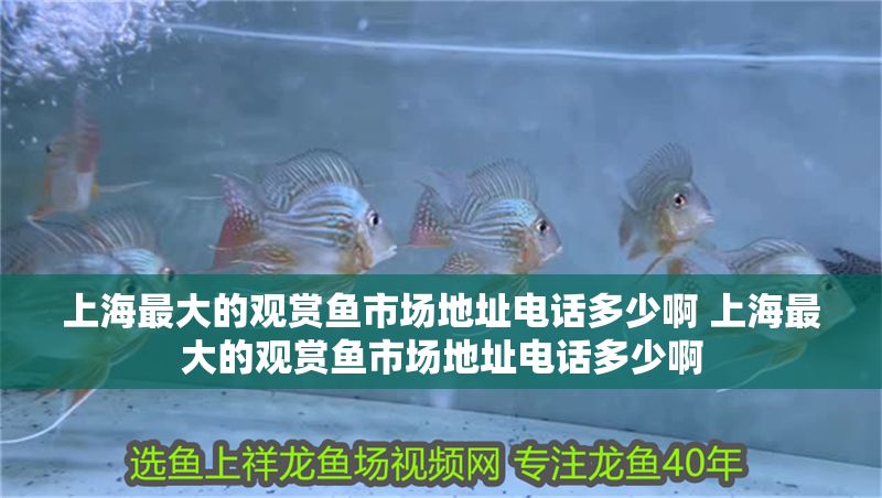 上海最大的觀賞魚市場地址電話多少啊 上海最大的觀賞魚市場地址電話多少啊 上海最大的觀賞魚市場地址電話多少啊 上海最大的觀賞魚市場地址電話多少啊 全國水族館企業名錄 第1張