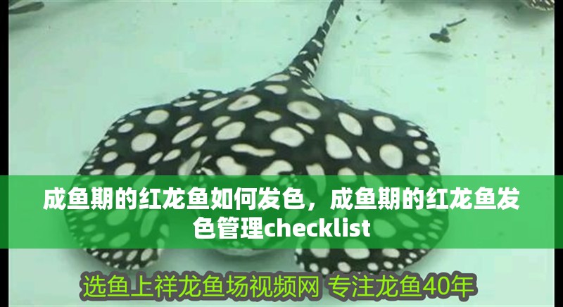 成魚期的紅龍魚如何發色，成魚期的紅龍魚發色管理checklist 成魚期的紅龍魚如何發色，成魚期的紅龍魚發色管理checklist 龍魚百科
