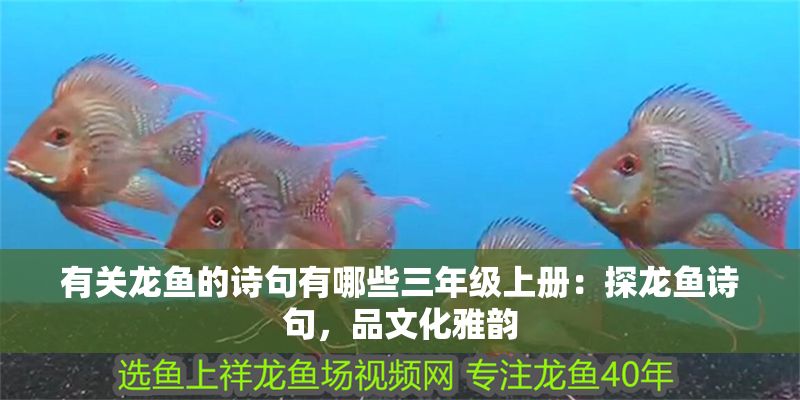 有關龍魚的詩句有哪些三年級上冊：探龍魚詩句，品文化雅韻
