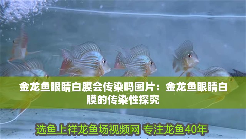金龍魚眼睛白膜會傳染嗎圖片：金龍魚眼睛白膜的傳染性探究