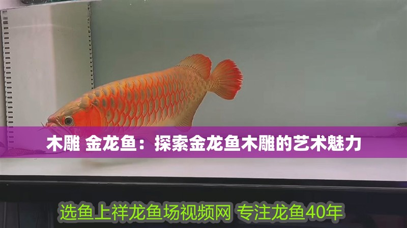 魚缸過濾器選購指南:自制魚缸過濾器魚缸上置過濾器對于養(yǎng)魚愛好者的必備知識 木雕 金龍魚:探索金龍魚木雕的藝術魅力 水族問答 木雕 金龍魚:探索金龍魚木雕的藝術魅力 木雕 金龍魚:探索金龍魚木雕的藝術魅力 水族問答