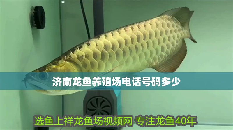 濟南龍魚養殖場電話號碼多少
