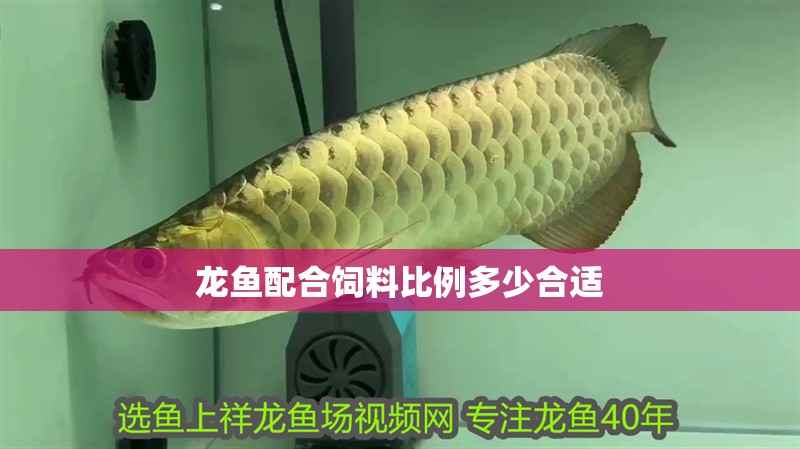 龍魚配合飼料比例多少合適 龍魚配合飼料比例多少合適 龍魚百科