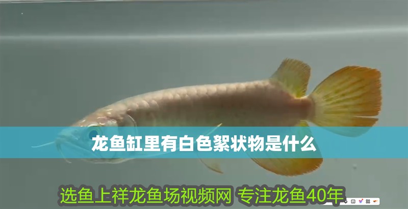 龍魚缸里有白色絮狀物是什么