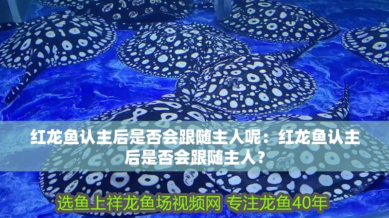 紅龍魚認主后是否會跟隨主人呢：紅龍魚認主后是否會跟隨主人？