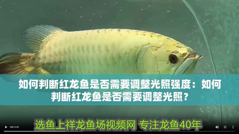 如何判斷紅龍魚是否需要調整光照強度：如何判斷紅龍魚是否需要調整光照？