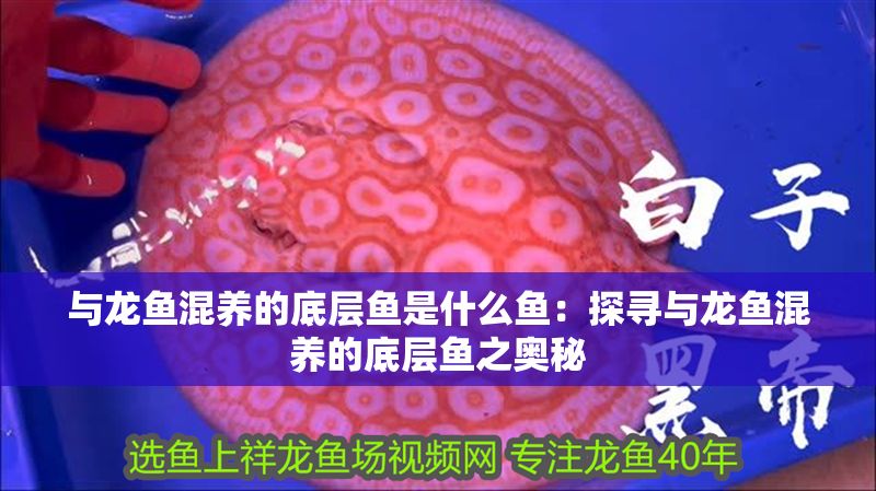 與龍魚混養(yǎng)的底層魚是什么魚：探尋與龍魚混養(yǎng)的底層魚之奧秘