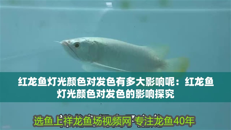 紅龍魚燈光顏色對發色有多大影響呢：紅龍魚燈光顏色對發色的影響探究