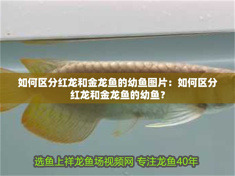 如何區(qū)分紅龍和金龍魚(yú)的幼魚(yú)圖片：如何區(qū)分紅龍和金龍魚(yú)的幼魚(yú)？
