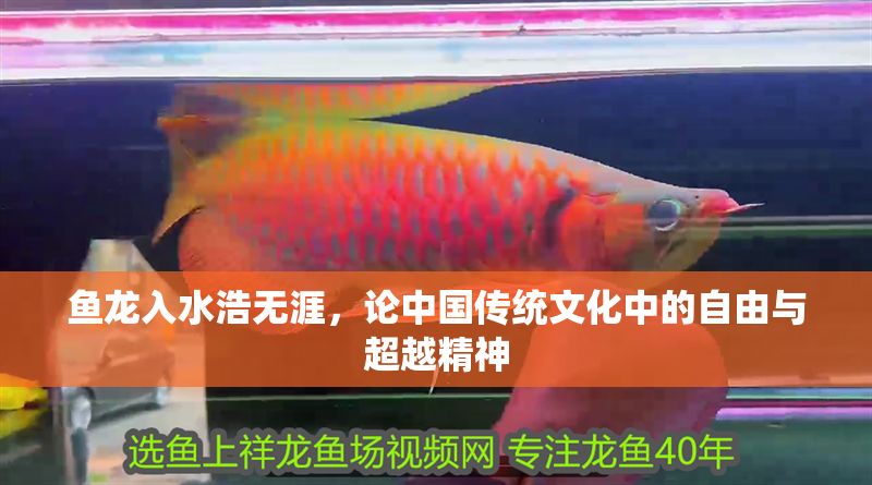 魚龍入水浩無涯，論中國傳統文化中的自由與超越精神